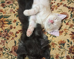 Кошки в Москве: Котята в добрые руки Девочка, Бесплатно - фото 6