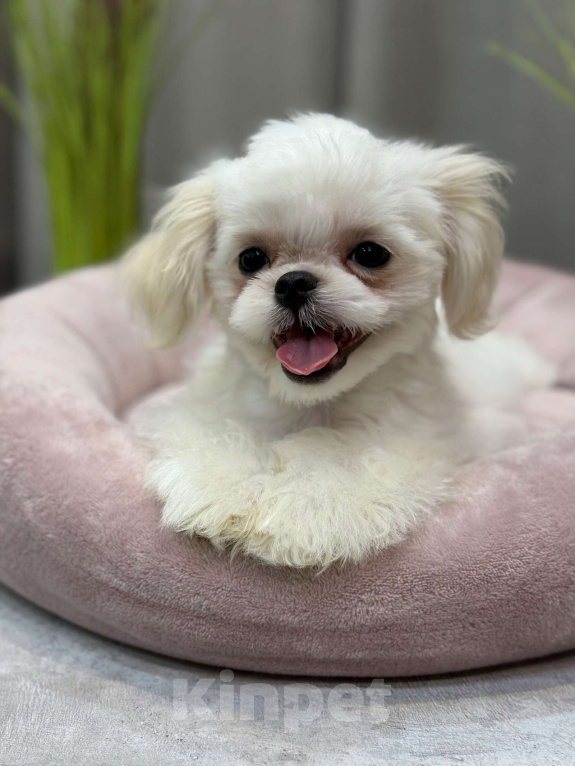 Собаки в Москве: Лакки. Эксклюзивное микро. Мальчик, 150 000 руб. - фото 8