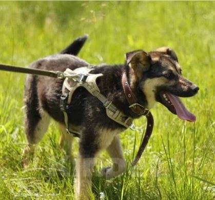 Собаки в Москве: Марта Девочка, Бесплатно - фото 3