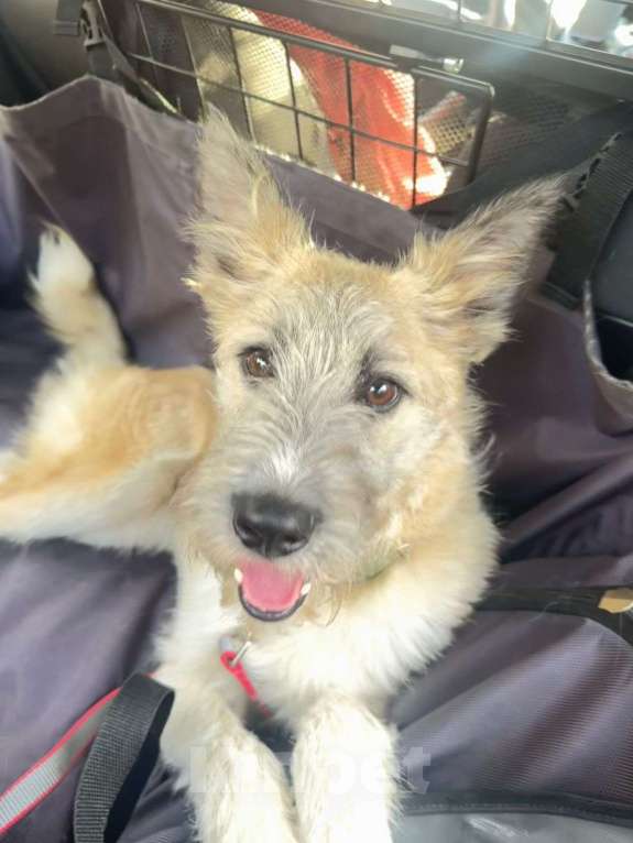 Собаки в Люберцах: Гоша мечтает о семье, малыш 11 месяцев, спасен.  Мальчик, Бесплатно - фото 7