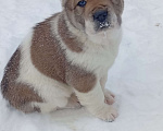 Собаки в Печоре: Девочка САО Девочка, 30 000 руб. - фото 2