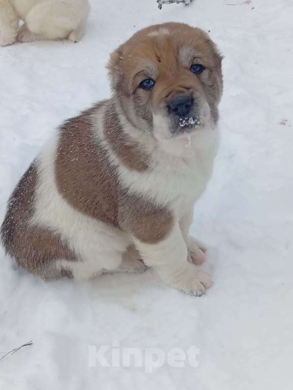 Собаки в Печоре: Девочка САО Девочка, 30 000 руб. - фото 2