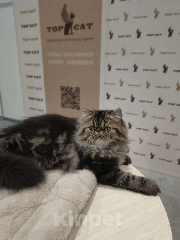 Кошки в Новосибирске: Персидский мальчик Мальчик, 35 000 руб. - фото 3