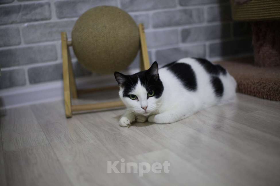 Кошки в Санкт-Петербурге: Красавчик Рэй Мальчик, Бесплатно - фото 3