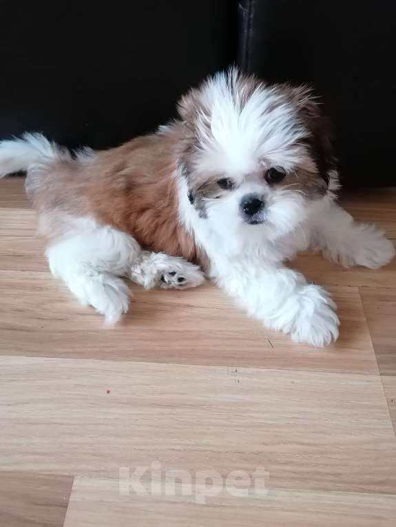 Собаки в Санкт-Петербурге: Девочка ши тцу  Девочка, 40 000 руб. - фото 5