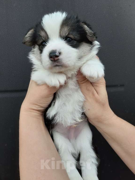 Собаки в Иваново: Вельш-корги пемброк, щенки РКФ Мальчик, 35 000 руб. - фото 5