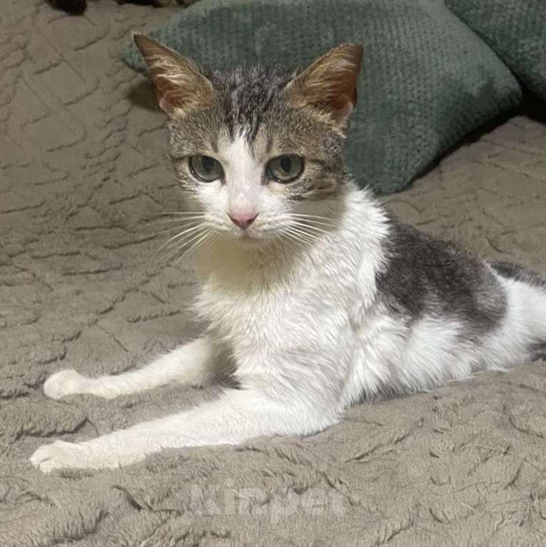 Кошки в других городах Московской области: Кошки в добрые руки Девочка, Бесплатно - фото 4