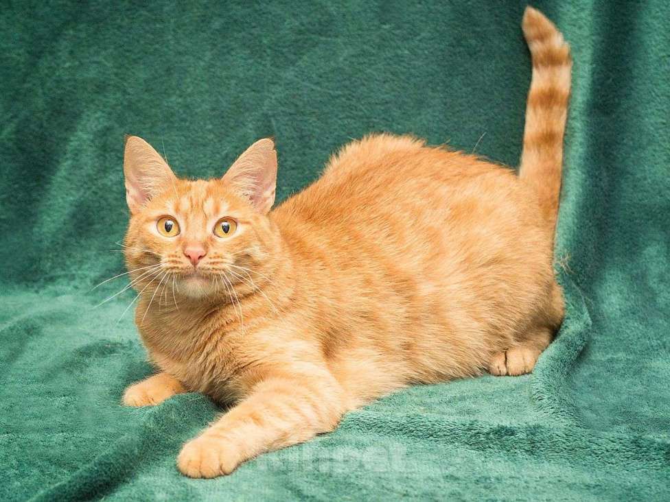 Кошки в Москве: Осоку никто не замечает  Девочка, Бесплатно - фото 1