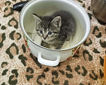Кошки в Егорьевске: Замечательному котенку-котику очень нужен дом Мальчик, Бесплатно - фото 5