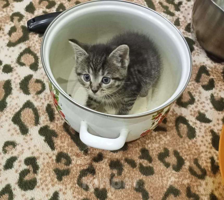 Кошки в Егорьевске: Замечательному котенку-котику очень нужен дом Мальчик, Бесплатно - фото 5