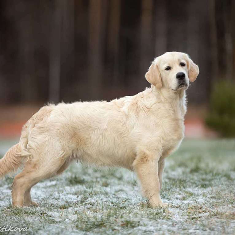 Собаки в Москве: Щенки золотистого( голден) ретривера Девочка, 70 000 руб. - фото 5