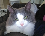 Кошки в других городах Московской области: Милая кошечка Девочка, Бесплатно - фото 2