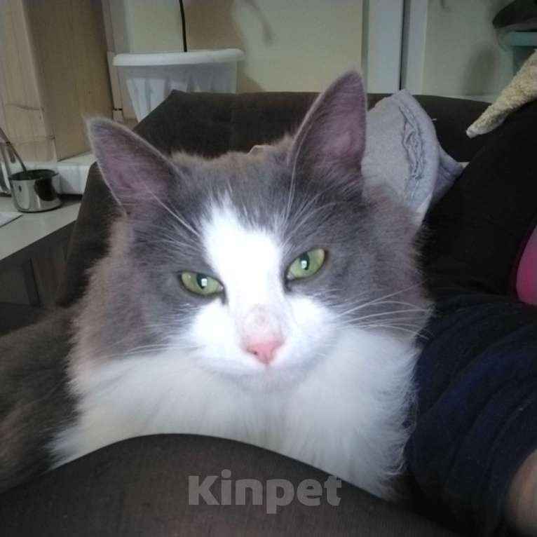 Кошки в других городах Московской области: Милая кошечка Девочка, Бесплатно - фото 2