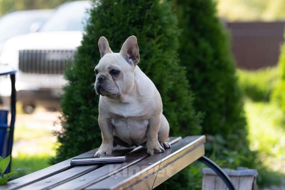 Собаки в других городах Московской области: Лора бесподобная девочка Девочка, 150 000 руб. - фото 4