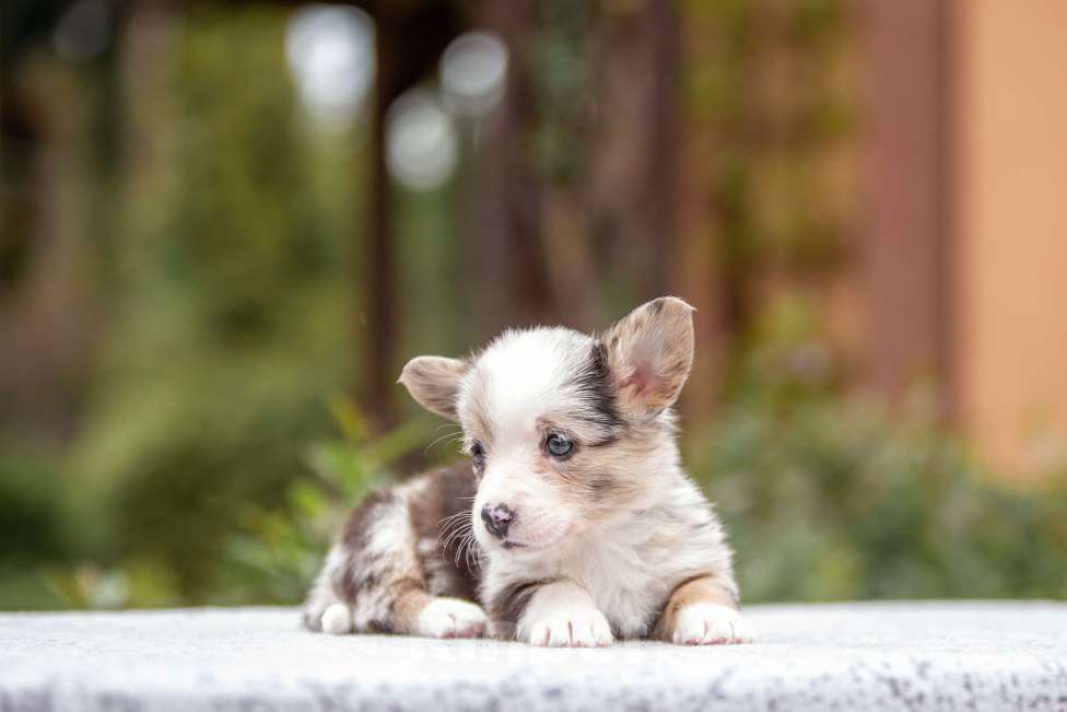 Собаки в Москве: Вельш корги кардиган Девочка, Бесплатно - фото 3