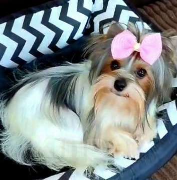 Собаки в Москве: Девочка Бивера мини Девочка, 45 000 руб. - фото 2