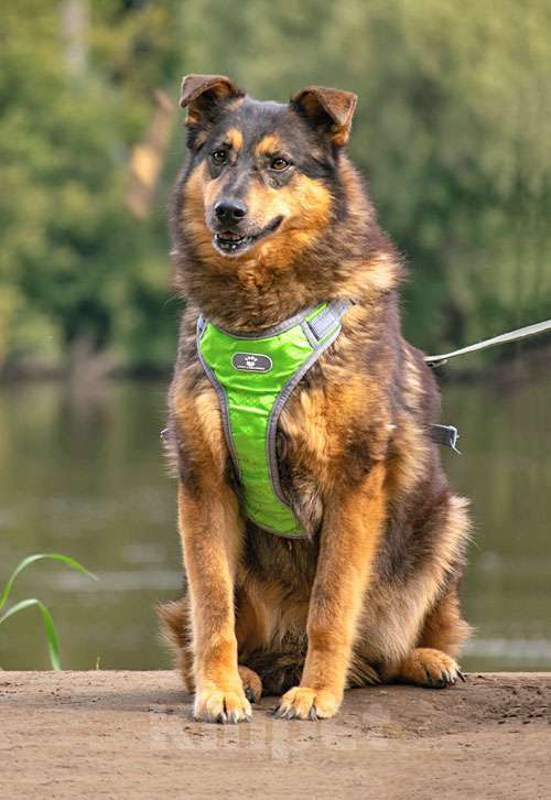 Собаки в Москве: Ищем дом для двух неразлучных сердец Коннора и Лизы Мальчик, 10 руб. - фото 7