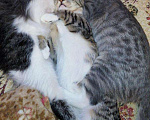 Кошки в Москве: Бенгальский котенок (метис) Лео, 10 месяцев, Бесплатно - фото 4