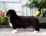 Собаки в Липецке: Щенок вельш - корги кардиган Мальчик, 70 000 руб. - фото 3