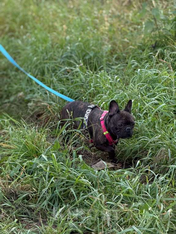 Собаки в Ногинске: Пряня ищет дом Мальчик, Бесплатно - фото 4