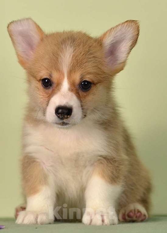 Собаки в других городах Московской области: Щенки Вельн корги пемброк Разнополые, 70 000 руб. - фото 1