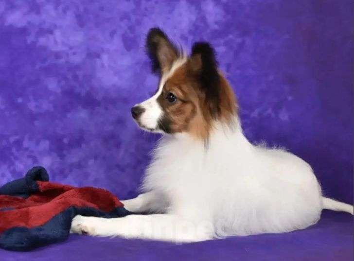 Собаки в Москве: Щенки папийона кобели Мальчик, 40 000 руб. - фото 1