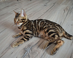 Кошки в Москве: Бенгальский мальчишка с  родословной (в наличии) Мальчик, 40 000 руб. - фото 6