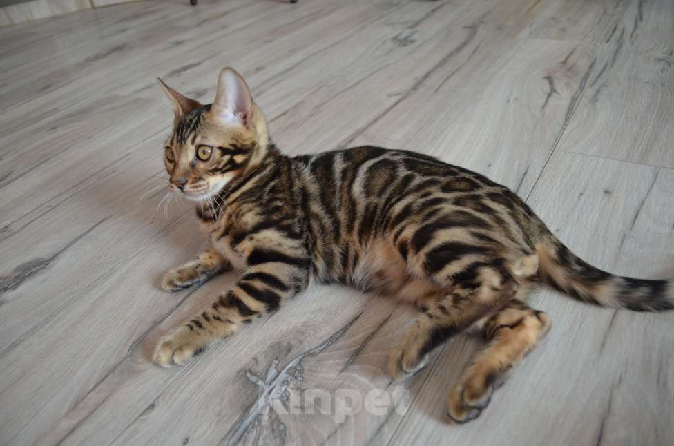 Кошки в Москве: Бенгальский мальчишка с  родословной (в наличии) Мальчик, 40 000 руб. - фото 6