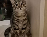 Кошки в Химках: Потерялся котик  Мальчик, Бесплатно - фото 1