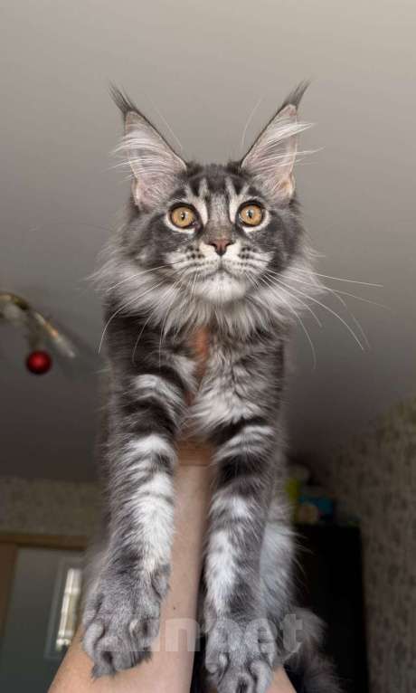 Кошки в Краснодаре: Котята Мейн-кун Разнополые, 35 000 руб. - фото 9