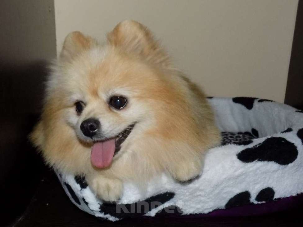 Собаки в Москве: Немецкий шпиц, взрослый мальчик Мальчик, 20 000 руб. - фото 4