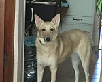 Собаки в Сочи: Красивая и умная дворняга Девочка, 1 руб. - фото 1