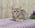 Кошки в Ростове-на-Дону: Шотландские прямоухие котята Разнополые, 4 500 руб. - фото 2