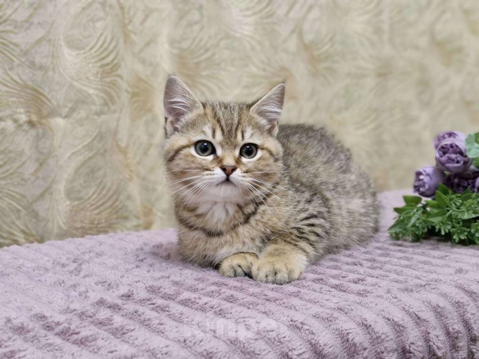 Кошки в Ростове-на-Дону: Шотландские прямоухие котята Разнополые, 4 500 руб. - фото 2