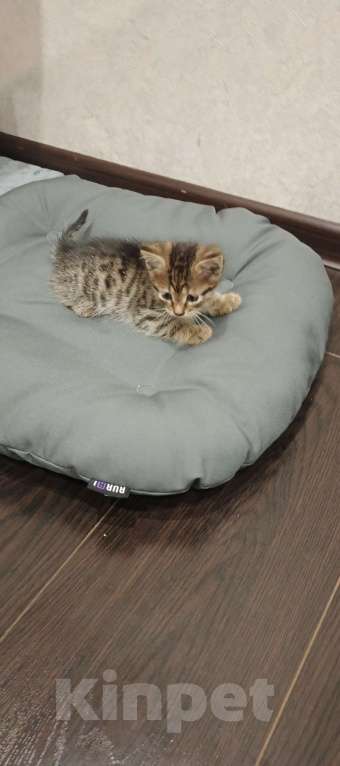 Кошки в Казани: Отдам Бесплатно котенка  Мальчик, Бесплатно - фото 2