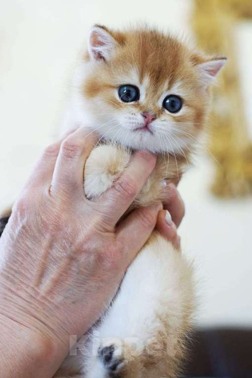 Кошки в Мытищах: Британские золотые шиншиллы Мальчик, 40 000 руб. - фото 1
