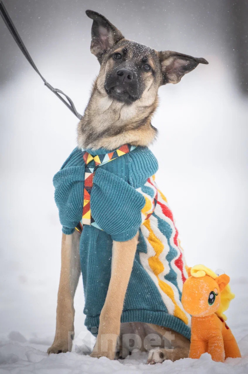 Собаки в Балашихе: Щенок Барни в добрые руки Мальчик, Бесплатно - фото 4