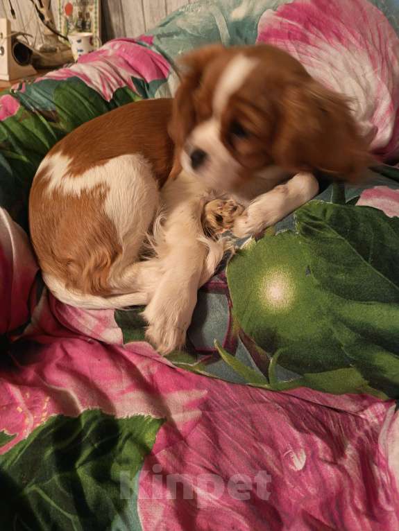 Собаки в Санкт-Петербурге: Продаётся девочка 4месяца Девочка, Бесплатно - фото 10