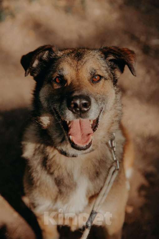 Собаки в Москве: Амулет Мальчик, Бесплатно - фото 5