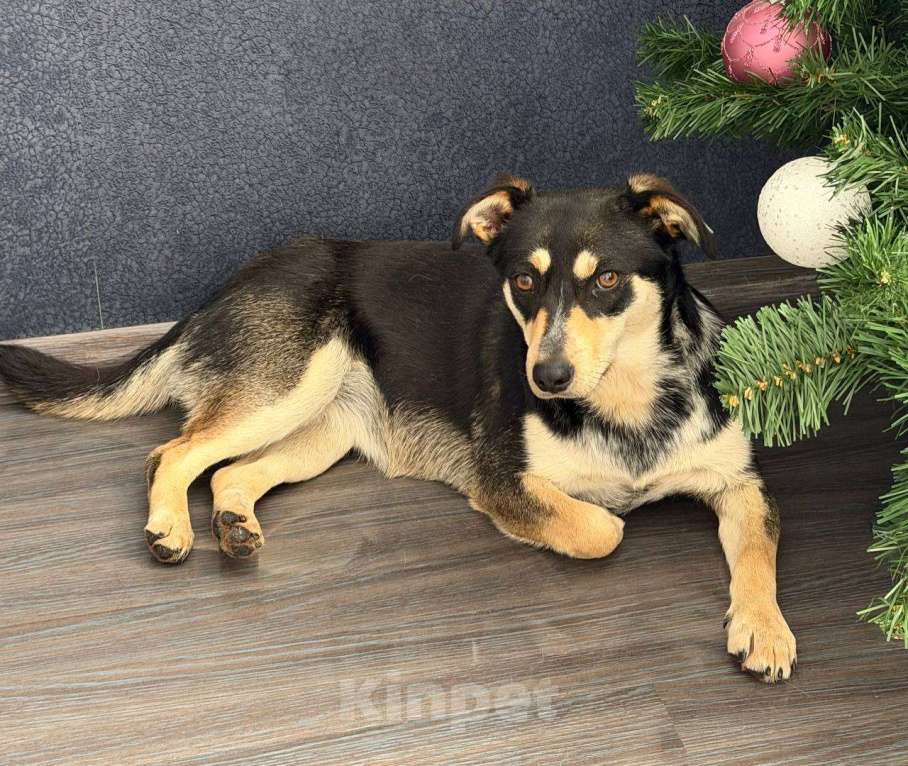 Собаки в Рузе: Мэри в добрые руки Девочка, Бесплатно - фото 3