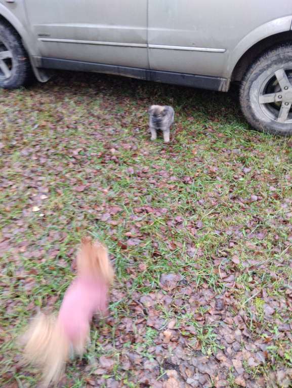 Собаки в Москве: Малыш Мальчик, Бесплатно - фото 2