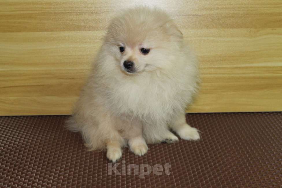 Собаки в Брянске: продаётся щенок шпица кобель Мальчик, 20 000 руб. - фото 5