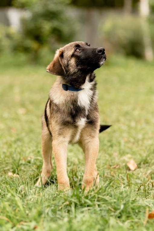 Собаки в Москве: Щенки метисы овчарки в добрые руки Мальчик, Бесплатно - фото 6