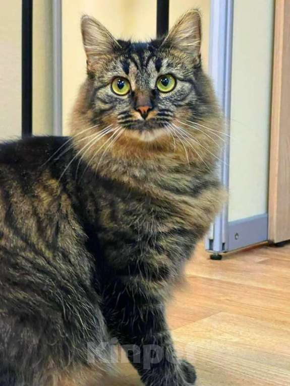 Кошки в Москве: Сибирская красавица-кошка Плюша в добрые руки Девочка, 1 руб. - фото 2