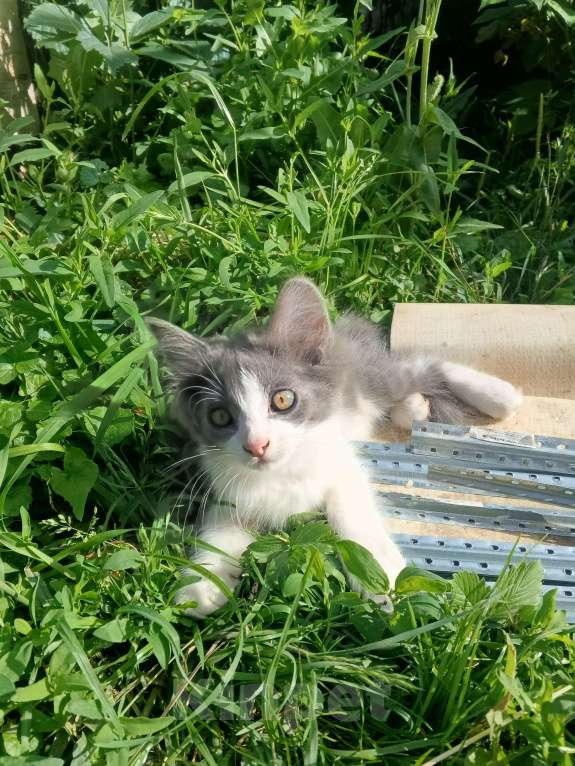 Кошки в Туле: Сладкий мальчик в добрые ручки Мальчик, Бесплатно - фото 9