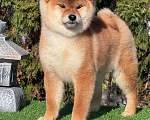 Собаки в Санкт-Петербурге: Сиба-ину щенок Девочка, 60 000 руб. - фото 3