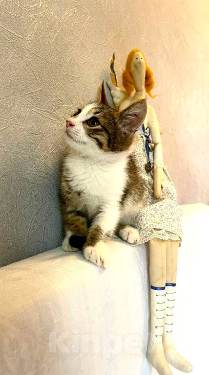 Кошки в Москве: Котенлк Арсений ищет дом Мальчик, Бесплатно - фото 6