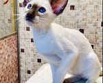 Кошки в Перми: Продам сиамского котёнка  Мальчик, 40 000 руб. - фото 4