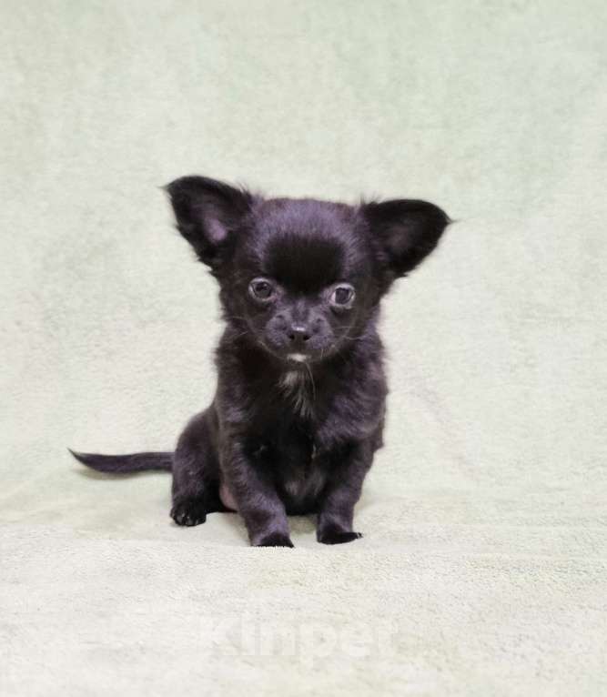 Собаки в Наро-Фоминске: Парень чихуахуа Мальчик, 30 000 руб. - фото 1