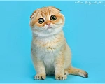 Кошки в Геленджике: Шотландская вислоухая золотая шиншилла Девочка, 35 000 руб. - фото 1